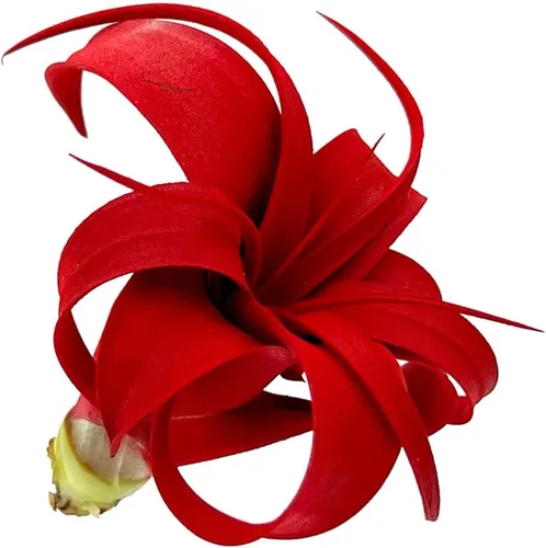 Vista 2 de ragnaroc Plantas de aire – Tillandsia Xerographica Pup teñido, grande 2-4 pulgadas (Jule Red) – 1ct – Llegada viva garantizada – Plantas