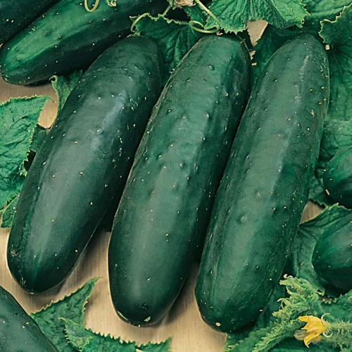 Vista 3 de Bulk Organic Marketmore 76 semillas de pepino sin OMG (1 libra)