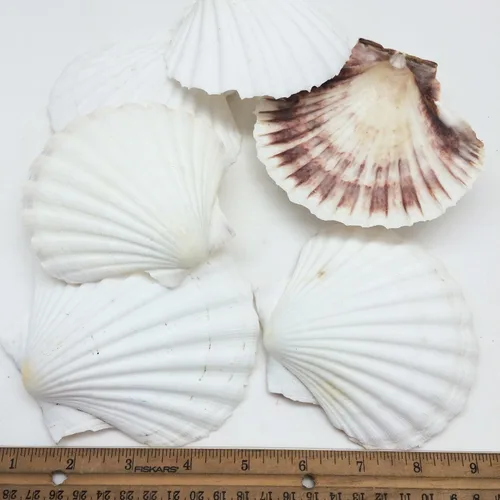 Vista 7 de Conchas marinas Pepperlonely, vieiras de diferentes tamaños