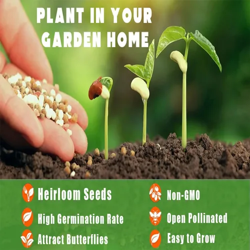 Vista 5 de Más de 10 semillas de frutas de ciruelo silvestre para plantar al aire libre, semillas perennes nativas de árboles frutales Prunus Americana sin OMG