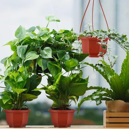 Vista 6 de Roshtia Macetas colgantes de plástico con gancho, 24 unidades, macetas colgantes para guardería, soporte para plantas interiores y exteriores Marrón