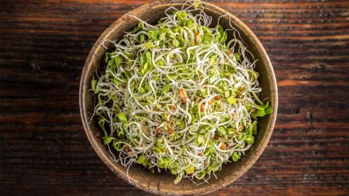 Vista 3 de Semillas de alfalfa, marca COOL BEANS N SPROUTS de 50 unidades. Sin OGM. Jardinería en casa.