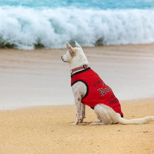 Vista 5 de Saintrygo 8 piezas de camisas para perros, ropa para mascotas estampada con letras divertidas, camisetas de verano para mascotas, atuendo