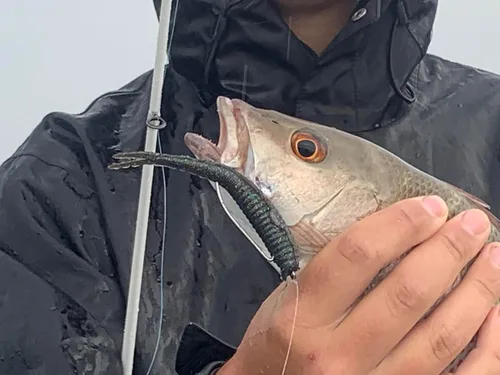 Vista 4 de Q8 Super Bait Bullet Jerk Bait
