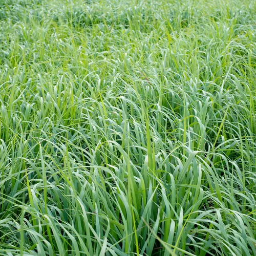 Vista 7 de Outsidepride Semilla de Switchgrass - 1 lb. Hierba nativa perenne, resistente a la sequía y las inundaciones, semilla de césped ideal para céspedes