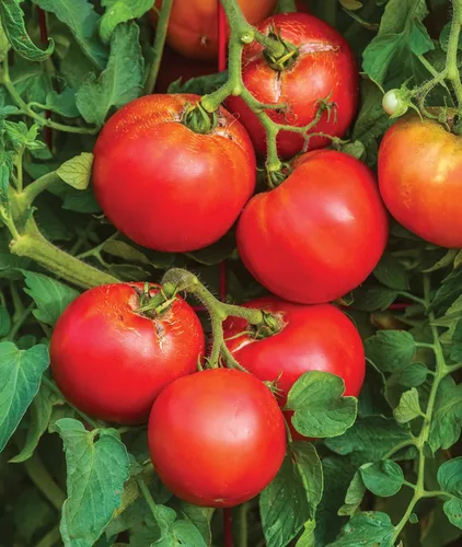 Vista 6 de Burpee 'Better Boy' - Semillas de tomate híbridas, gran variedad de tomate rojo en rodajas, 30 semillas de vegetales sin OMG para plantar, tomate