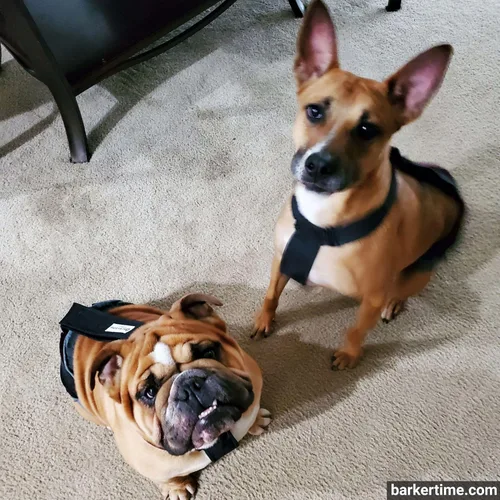 Vista 4 de Pañal negro para perro, XXL, con orificio para la cola, fabricado en Estados Unidos