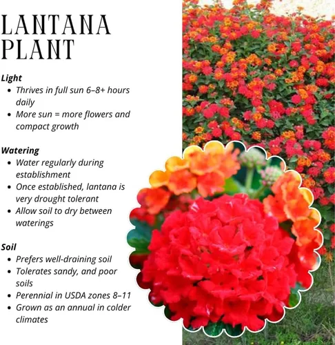 Vista 6 de Paquete de 4 plantas perennes de Lantana vivas de rápido crecimiento para jardín o contenedores, 4-8 pulgadas de alto, flores rojas brillantes