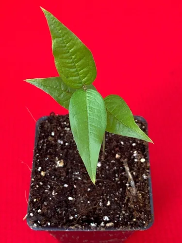 Vista 2 de Planta de maceta de árbol frutal de uva brasileña de hoja grande Plinia Aureana de Jaboticaba blanca