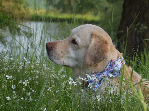 Vista 101 de Unique style paws - Collar para perros con corbatín, collar ajustable para perros y gatos, pequeño, mediano y grande
