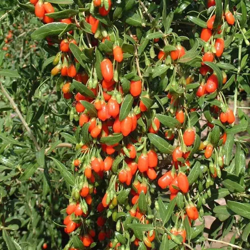 Vista 2 de Goji Berry 50 Semillas – Lycium Chinense/Lycium Barbarum, planta de Wolfberry china, súper fruta perenne sin OMG, semillas de bayas de Goji fáciles