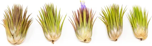 Vista 8 de Jumbo Air Plant Ionantha Guatemala 'Macho' - Plantas suculentas de interior y exterior de Tillandsia vivas - Disponible al por mayor y a granel