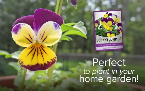 Vista 3 de Violet, Johnny Jump Up - Semillas de flores para plantar, paquete de semillas de flores anuales de polinización abierta, variedad sin OMG, semillas