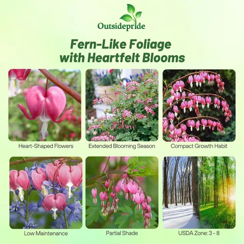 Vista 2 de Outsidepride Semillas de corazón sangrante con flecos Dicentra Eximia – 100 unidades. Semillas perennes, adaptables y resistentes, semillas