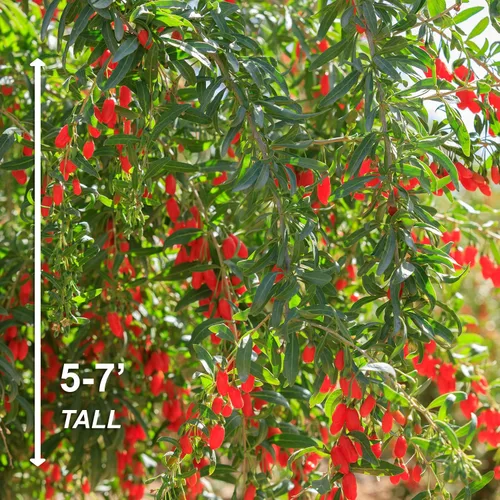 Vista 3 de Garden State Bulb - Árbol de bayas de Goji común con raíces desnudas, sin OMG (bolsa de 2)