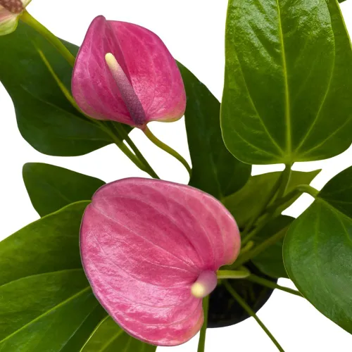 Vista 4 de BubbleBlooms Anthurium Purple, 4 pulgadas