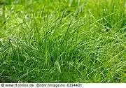 Vista 3 de Festuca roja rastrera 6 LB