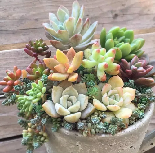 Vista 4 de 500 piezas de semillas raras de suculentas mixtas para plantar, DIY Bonsái, planta ornamental perenne resistente