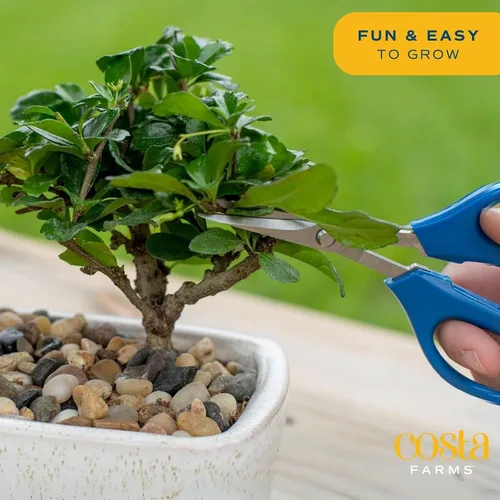 Vista 5 de Costa Farms - Kit de árbol bonsái vivo, incluye herramientas de bonsái, mezcla de tierra, maceta, arte y manualidades para niños y adultos