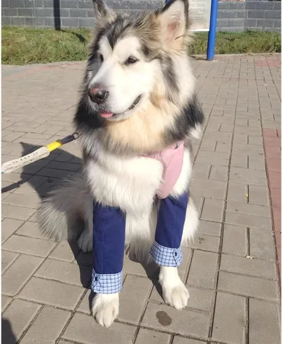 Vista 7 de Coderas de perro de estilo formal, rodilleras delanteras para perros grandes, protección contra heridas y soporte antilamer para piernas o Azul