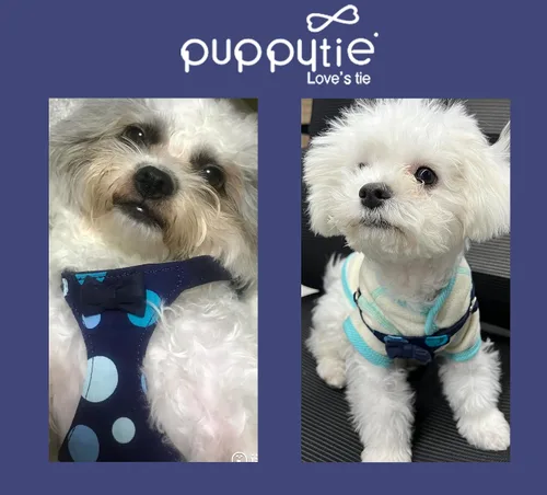 Vista 5 de Arnés sin tirones Puppytie para perro, con correa multifunción, pechera suave y ajustable para mascota, no ahorca, chaleco a prueba de escape, cielo