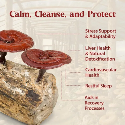 Vista 2 de Dragon Herbs Duanwood Reishi Drops • Suplemento de hongos • Montaña cultivada orgánicamente en troncos • Extracciones triples • para inmunidad