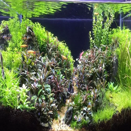 Vista 7 de Pearl Weed Hemianthus Micranthemoides Plantas de acuario en maceta de granja de EE. UU