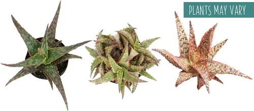 Vista 16 de Plantas suculentas de aloe vivo (paquete de 3), plantas suculentas viven en tierra para macetas, plantas suculentas en maceta, plantas vivas