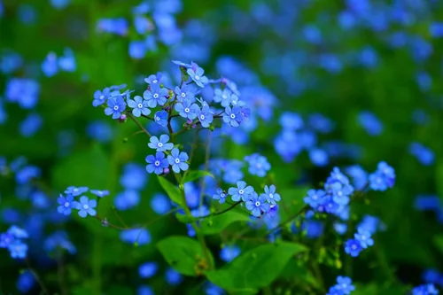 Vista 3 de UtopiaSeeds Forget Me Not Seeds - Aproximadamente 5000 semillas - Cubierta de suelo tolerante a la sombra