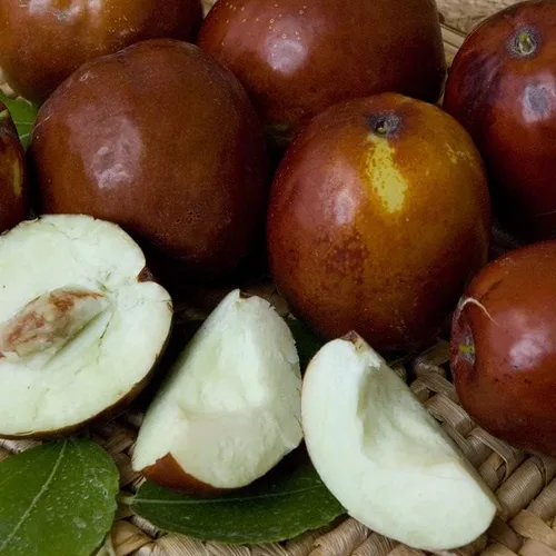 Vista 2 de Azufaifo Árbol frutal Superfruit Ziziphus Jujube Crecimiento Rápido 10 Semillas por OrginBud