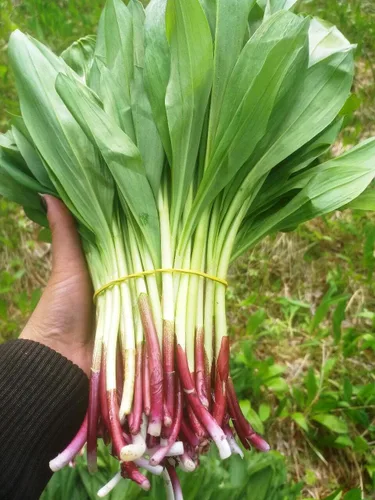 Vista 6 de Semillas Hierba Ramsons (Ajo Salvaje) - 50 Semillas