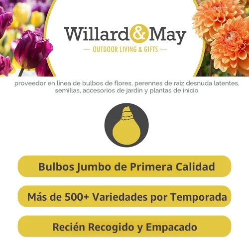 Vista 4 de Lirios orientales mixtos (paquete de 8 bombillas) – Bulbos de flores de lirio recién excavados Perenne vuelve cada año Flores de verano Ideal