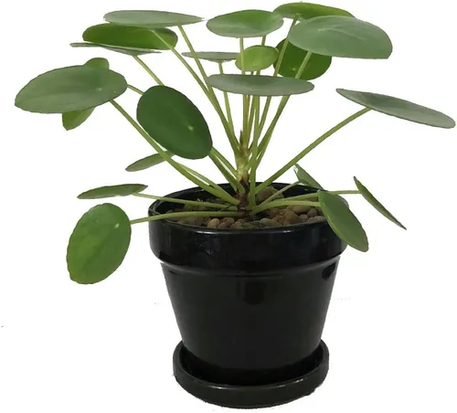 Vista 3 de Hirt's Gardens Planta de dinero chino - Pilea peperomioides - Maceta de 4