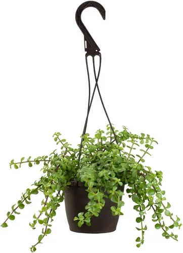 Vista 3 de Plantas para Mascotas - Suculentas de Orejas de Elefante Trepadoras, Plantas Colgantes Vivas, Plantas Suculentas para el Hogar, Maceta Colgante