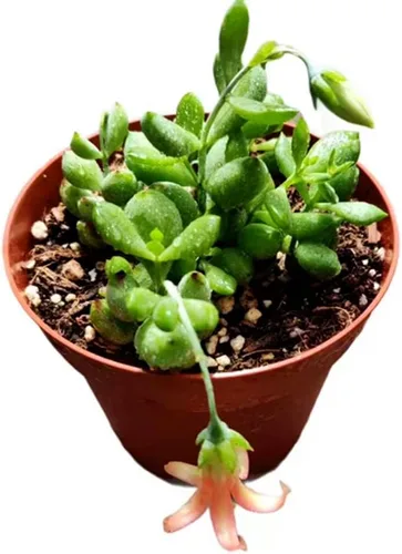 Vista 8 de Plantas suculentas vivas (Graptopetalum Superbum de 2")