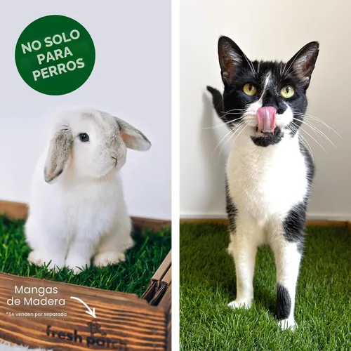 Vista 7 de Fresh Patch Mini parche de césped real para perros, gatos y mascotas pequeñas de menos de 8 libras, almohadillas desechables para orinar