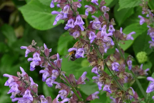 Vista 2 de Sage Herb 150 Semillas (Salvia officinalis) Heirloom - Sin OMG - Polinizado abierto