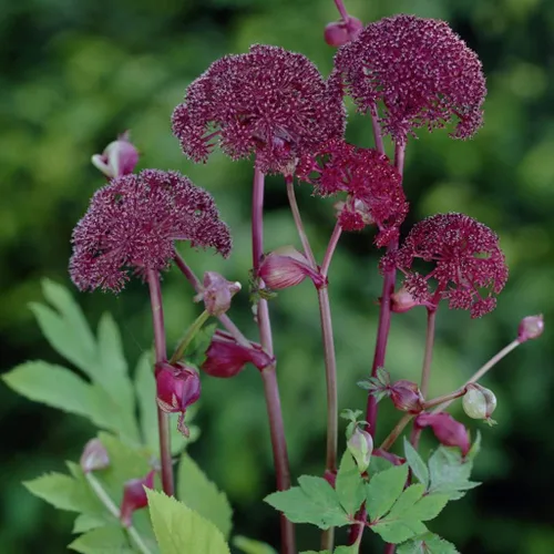 Vista 3 de Angélica morada gigante (Angelica atropurpurea) - Paquete de 10 Semillas