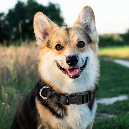 Vista 7 de Collar ajustable de nailon negro para perro, collar martingala para perros con hebilla de liberación rápida, collar clásico para mascotas