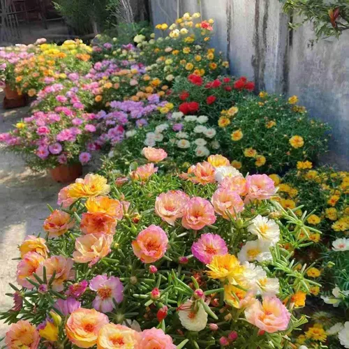 Vista 3 de 10000 semillas de rosa de musgo Portulaca para plantar, flores de color mixto de bajo mantenimiento, ideales para áreas cálidas y secas