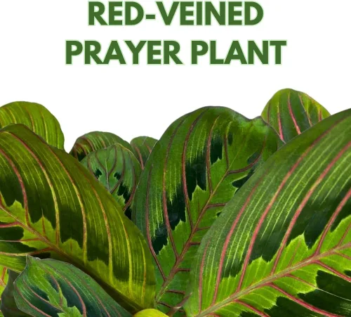 Vista 2 de BubbleBlooms Planta de oración veteada roja Maranta leuconeura en maceta de 4 pulgadas