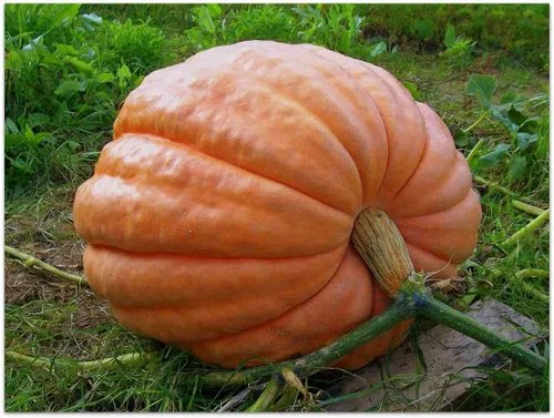 Vista 3 de Semillas Gigante Calabaza Titán No GMO Heirloom