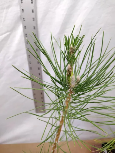 Vista 5 de Pino negro japonés Árbol de 1 año en maceta de vivero. Pinus thunbergii. Pino Thunbergiana. Pino verde. Listo para paisaje o bonsái