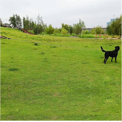 Vista 8 de BTINESFUL Correa larga para perro, correa de entrenamiento para perros de 10/15/20/30/50 pies con mango suave, cuerda reflectante resistente