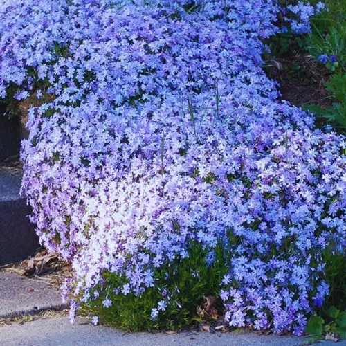 Vista 9 de Blue Phlox - Planta viva, Phlox perenne rastrera, Phlox rastrero de lavanda azul-púrpura, planta de inicio de 1 a 3 inc. y bien enraizada
