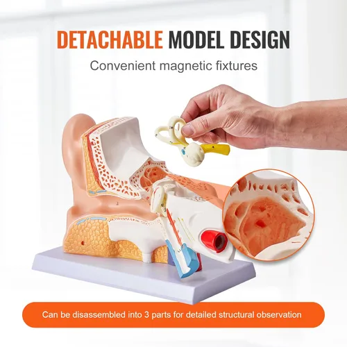 Vista 4 de VEVOR Modelo de anatomía de oído humano, modelo de oreja humana ampliada 5 veces, modelo de oreja anatómica de plástico PVC para educación, anatomía