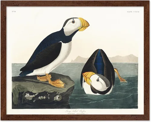 Vista 10 de Poster Master Póster vintage de James Audubon – Impresión retro de amargo americano – Arte de aves de América – Regalo para hombres, mujeres