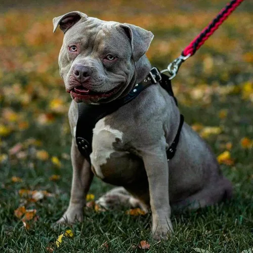 Vista 5 de Bestia Style - Arnés de piel auténtica para perros de razas medianas a extra grandes, arnés de chaleco antitirones, placa acolchada en el pecho
