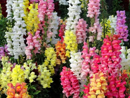 Vista 3 de Snapdragon Cenicienta Mix Flores Anuales Gigantes Altas Delphinium