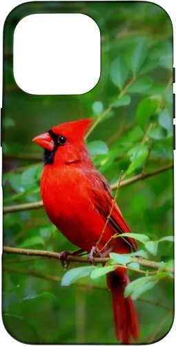 Vista 20 de Hermosa cardenal pájaro rojo escena de la naturaleza caso para iPhone 17